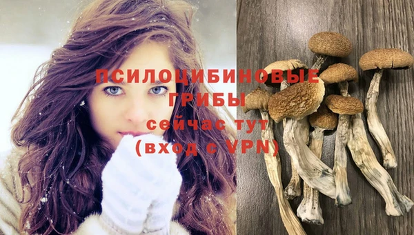 хмурый Белокуриха